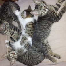 kittens, katers en poezen, 11 weken