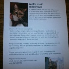 Molly, poes, 