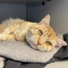 Neno en Sho, kater, 4 jaar