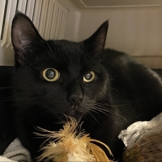 de 2 zwarte broertjes, kater, 7 maanden