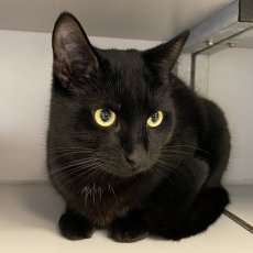 de 2 zwarte broertjes, kater, 7 maanden