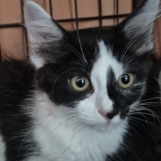 Binkies, Menzies en Davies, kater, 10 weken