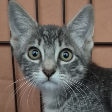 Binkies, Menzies en Davies, kater, 10 weken