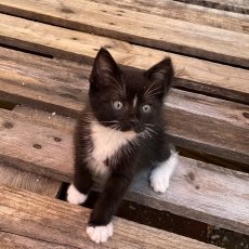 kittens, poes & kater, 10-12 weken