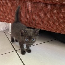 kittens, poes & kater, 10-12 weken