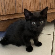 kittens, poes & kater, 10-12 weken