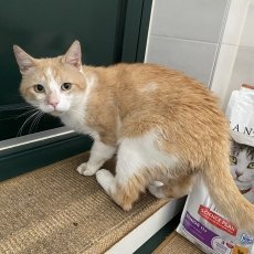 Airi, kater, 3 jaar