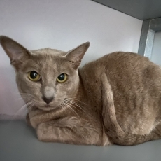 Aline, poes, 4 jaar