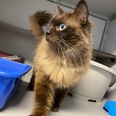 Anica, poes, 3,5 jaar