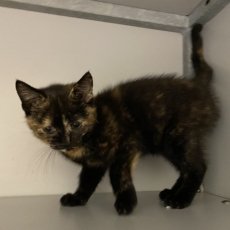 mama Ajla met Anvi, poes, 2 jaar