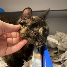 mama Ajla met Anvi, poes, 2 jaar