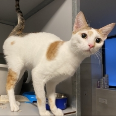 Aria, poes, 11 maanden