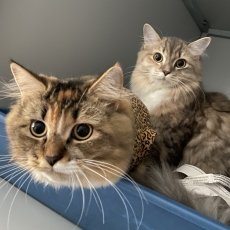 Amalie en Athalia, poes, 1 jaar