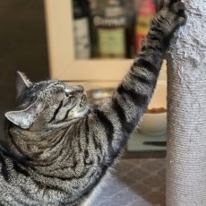 Balouke, kater, 6 jaar
