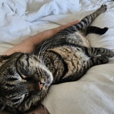 Balouke, kater, 6 jaar
