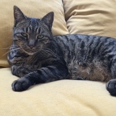 Balouke, kater, 6 jaar