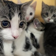 iets bange kittens, poes & kater, 11 weken
