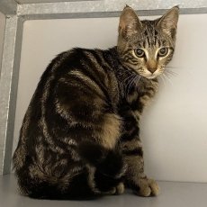 Banjo en Byron, kater, 4 maanden