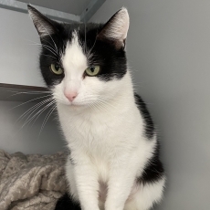 Baukje, poes, 3 jaar