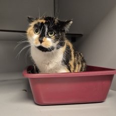 Belleza, poes, 7 jaar