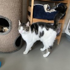 Bensj, kater, 1,5 jaar
