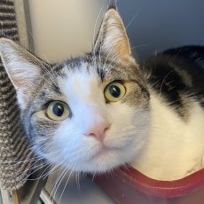 Bensj, kater, 1,5 jaar