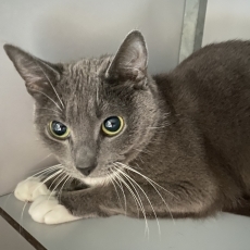 Bianca, poes, 5 jaar