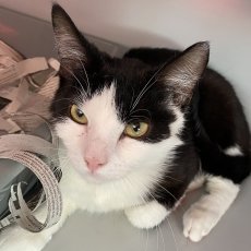 Dirks en Bingos, kater, 11 maanden