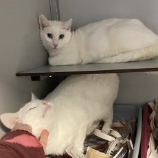 Blanche, Bianco en Branco, poes, 11 maanden