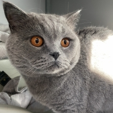 BlauweBeer en KleurMeisje, poes & kater, 2-3 jaar