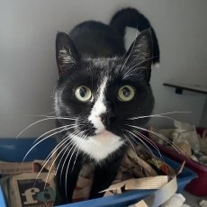 Blocky, kater, bijna 3 jaar