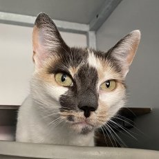 Boelja, poes, 6,5 jaar