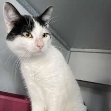 Brams, kater, 2 jaar