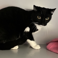 Brit Zwart Wit, poes, 2 jaar