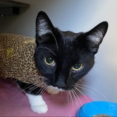Brit Zwart Wit, poes, 2 jaar