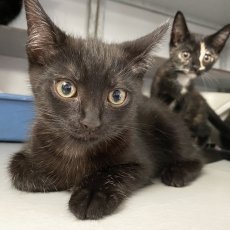 kittens van Lillia, kater, 10-14 weken