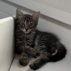 2 kittens, poes & kater, 10 weken
