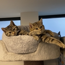 Bimi en Buma, poes, 1 jaar