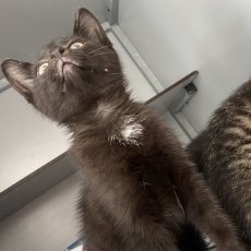 gezellige sociale  kittens, poes & kater, 10-11 weken