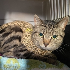 Capella, poes, 2 jaar