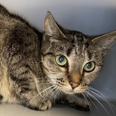 Cara, poes, 3 jaar