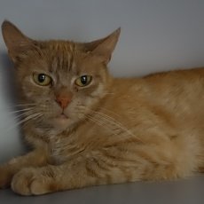 Carma, poes, 7 jaar