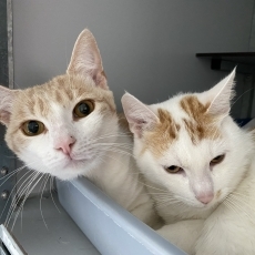 Carrot en Copper, kater, 9 maanden