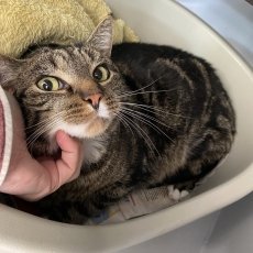 Chams, kater, 5 jaar