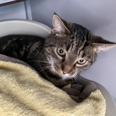 Chams, kater, 5 jaar