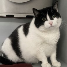 Chantal, poes, ong 8 jaar