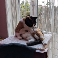 Crystal, poes, 3 jaar
