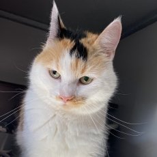 Crystel, poes, 3 jaar