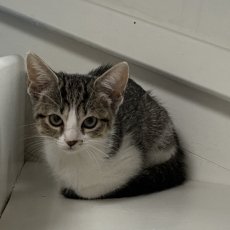 2 kittens, poes & kater, 10 weken