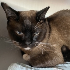 Dikkies, kater, 2 jaar